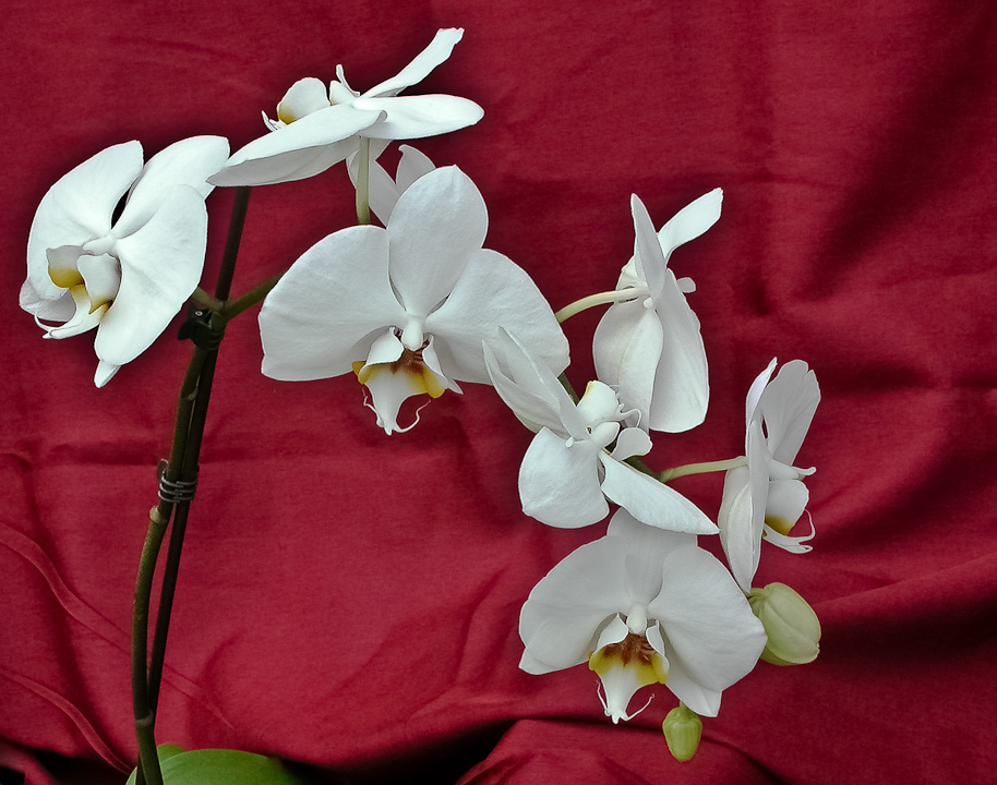 PHALAENOPSIS