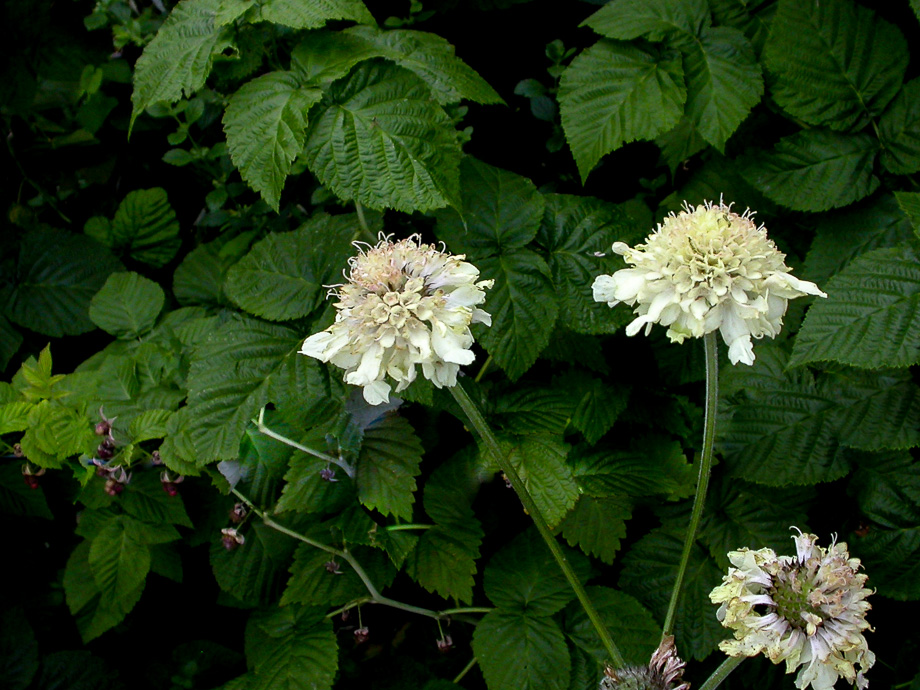 RIESEN-SCHUPPENKOPF