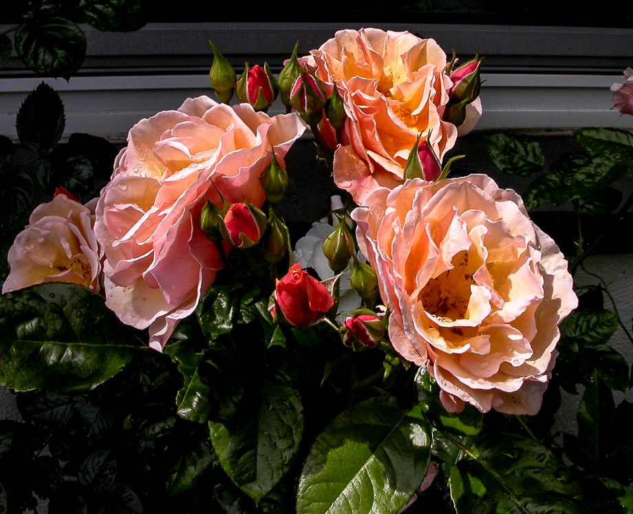 ZWISCHEN SONNENSCHEIN UND REGEN