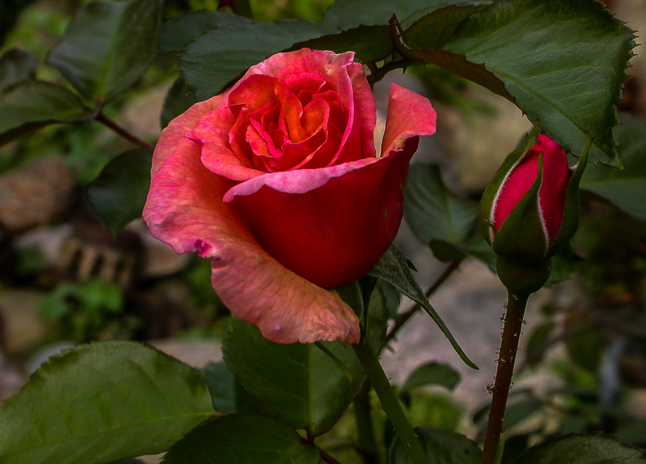 HERBSTLICHE SCETED WHISPER