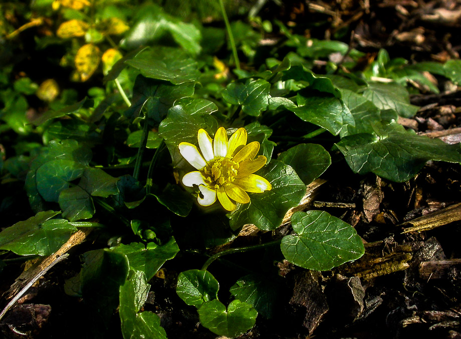 FRÜHLING IM DEZEMBER