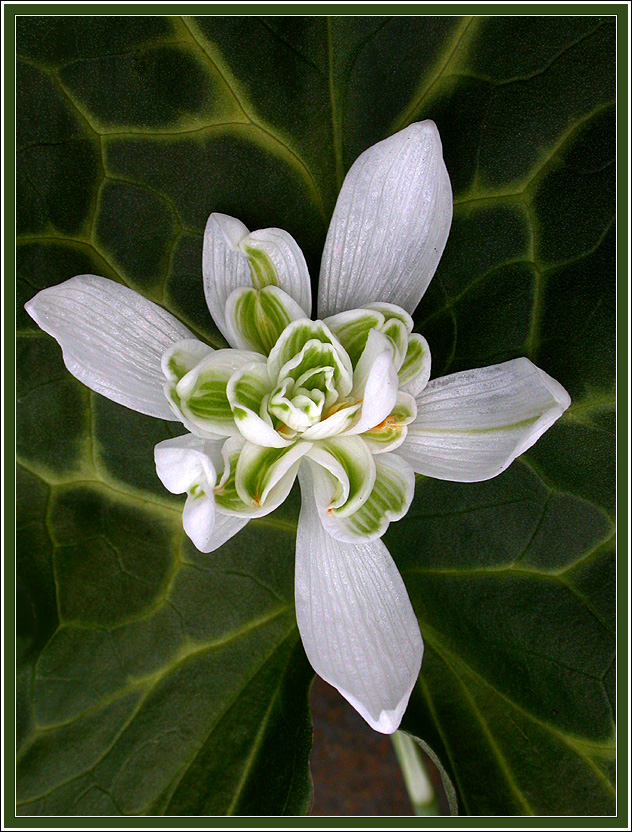 FRÜHLING IM DEZEMBER