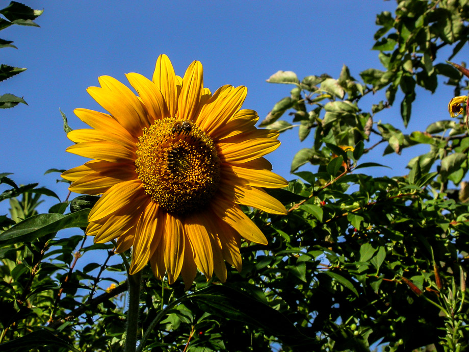 ABSCHIED VOM SOMMER