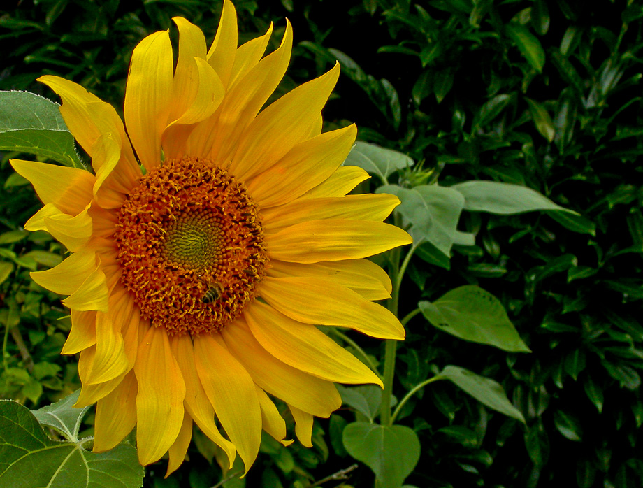 HELIANTHUS 2