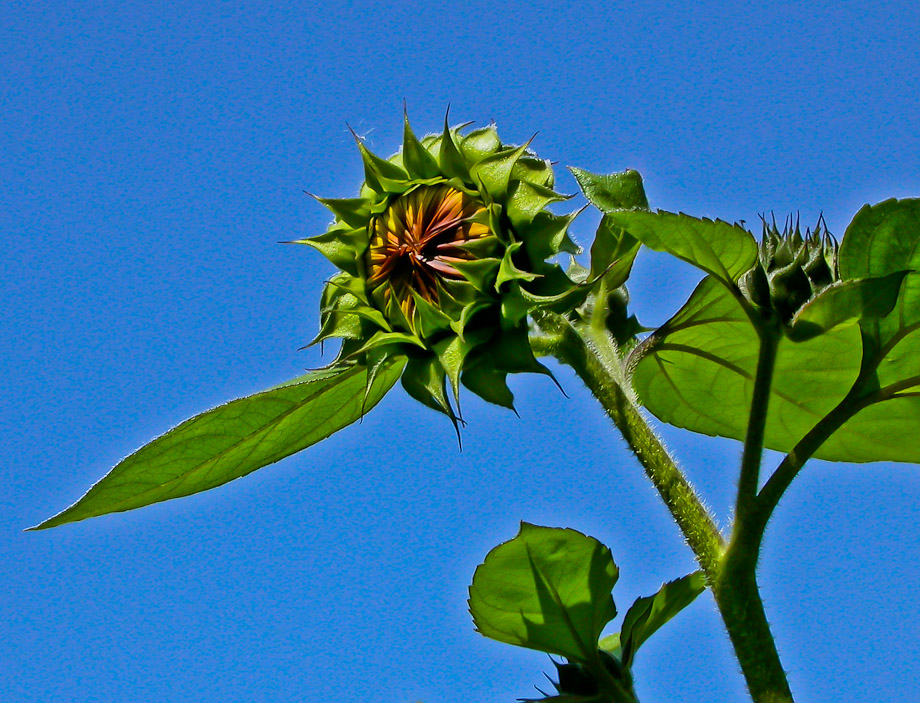 SONNENBLUMEN-KNOSPEN ...