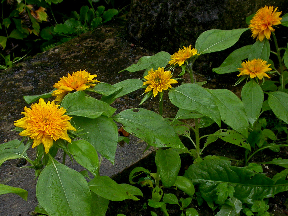 MINI-SONNENBLUMEN-BLÜTEN