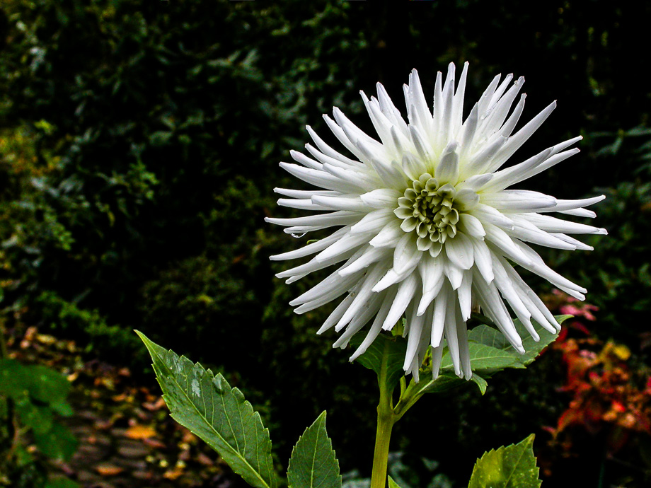 STRAHLENDAHLIENBLÜTE ...