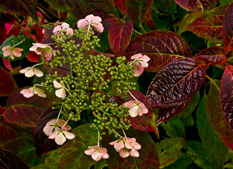 HERBSTLICHE TELLERHORTENSIE