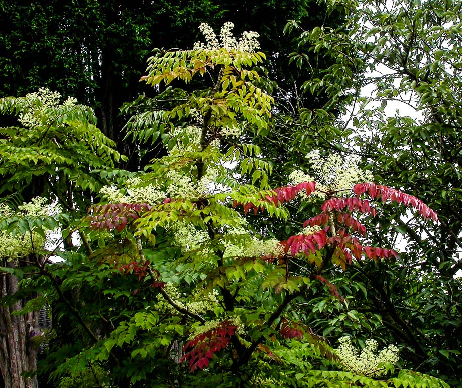 HERBSTLICHER TEUFELSKRÜCKSTOCK