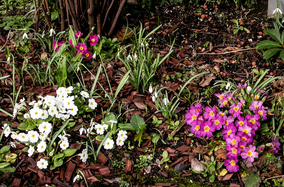 TULPENSONNTAG ROSENMONTAG VEILCHENDIENSTAG