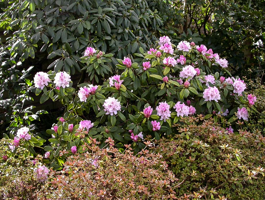 TULPENSONNTAG ROSENMONTAG VEILCHENDIENSTAG