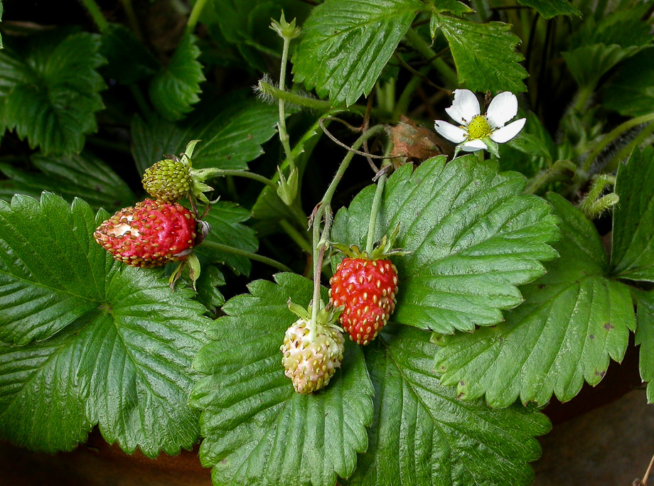 GARTENSPAZIERGANG IM NOVEMBER 5