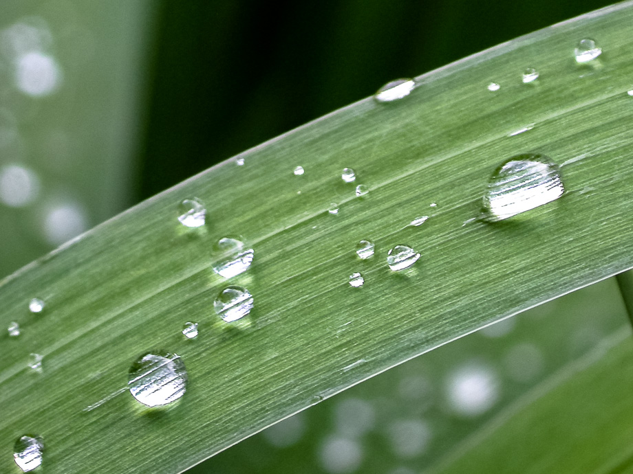 NACH DEM REGEN