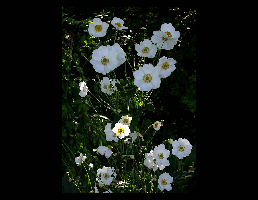 SONNIGER HERBSTTAG