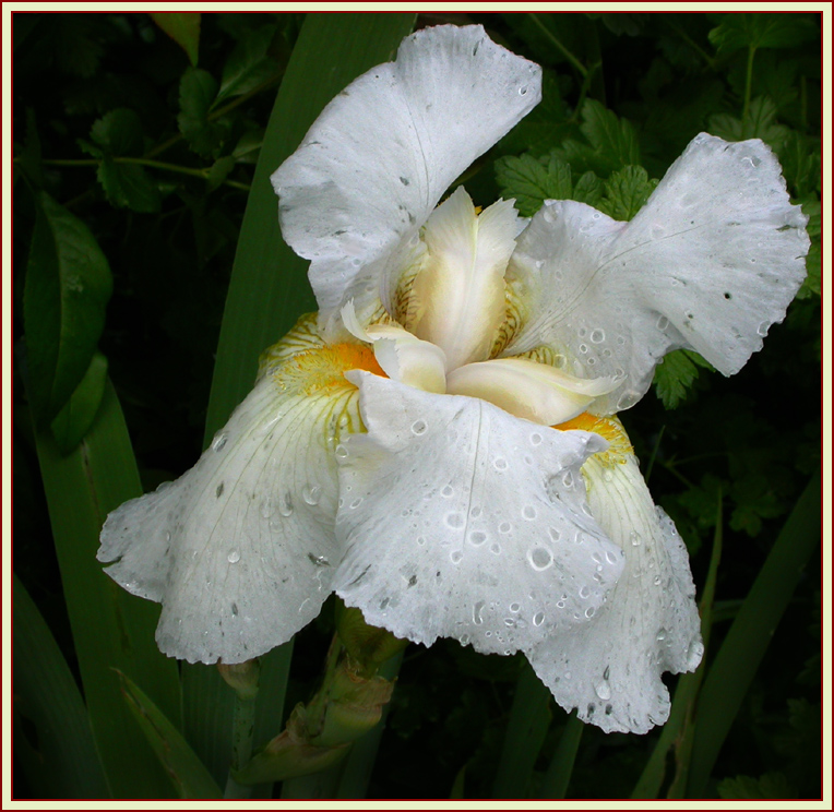 IRIS  GANZ IN WEISS ...