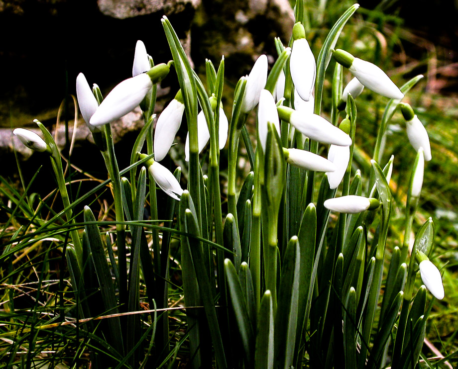 EIN HAUCH VON FRÜHLING