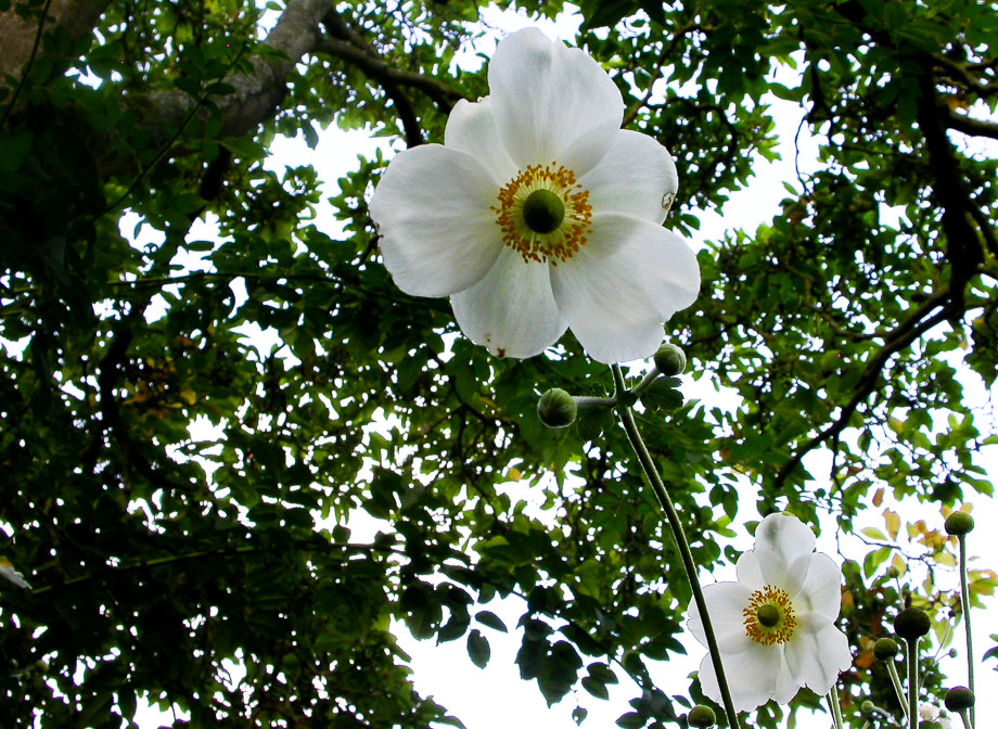 JAPAN-HERBST-ANEMONE