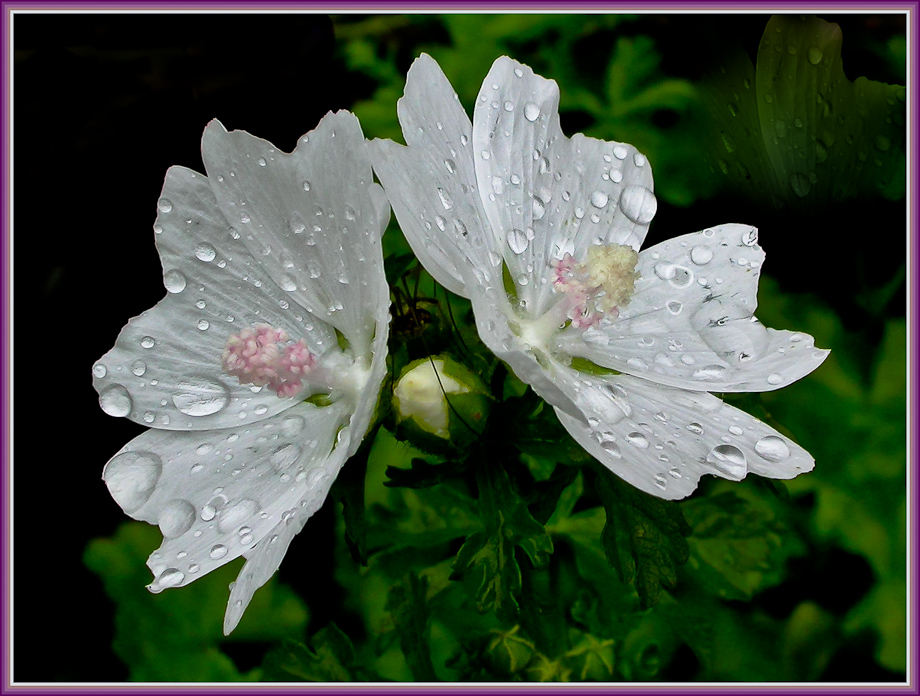 MALVA MOSCHATA 'ALBA'