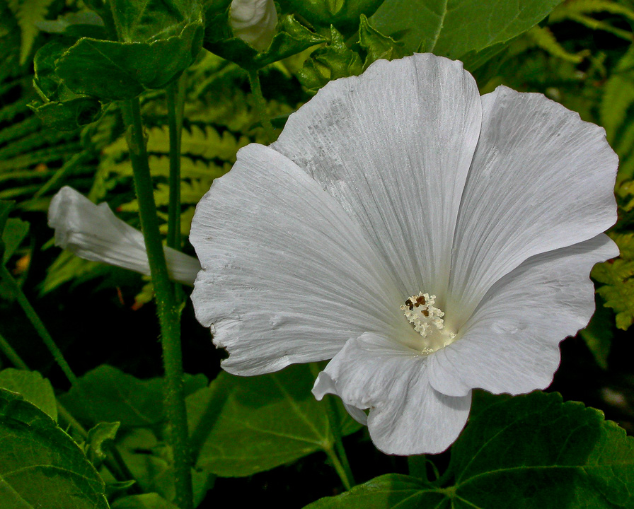 WEISSE MOSCHUS-MALVEN-BLÜTE