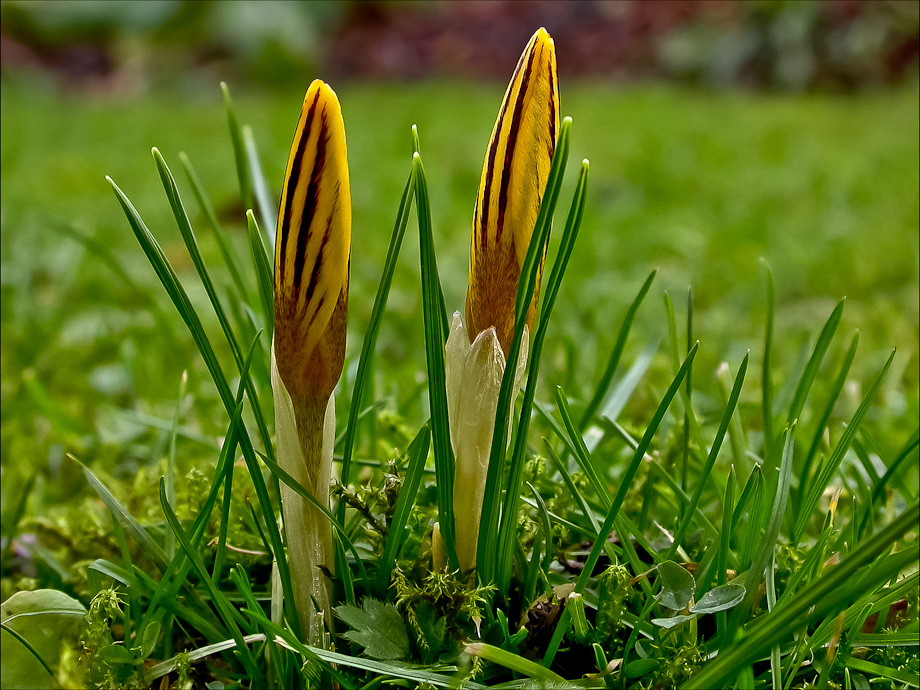 FRÜHLINGSBOTEN