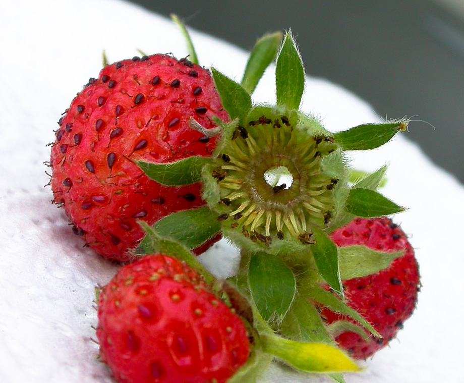 ZIERERDBEEREN