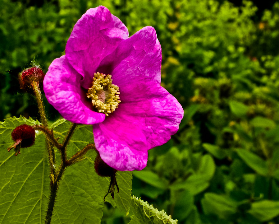 ZIMT-HIMBEER-BLüTE