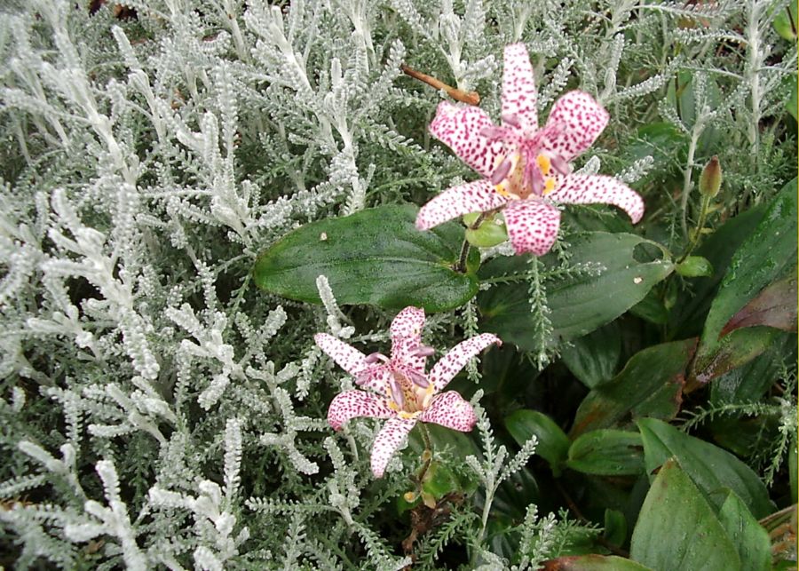 Krötenlilien mit Heiligenkraut