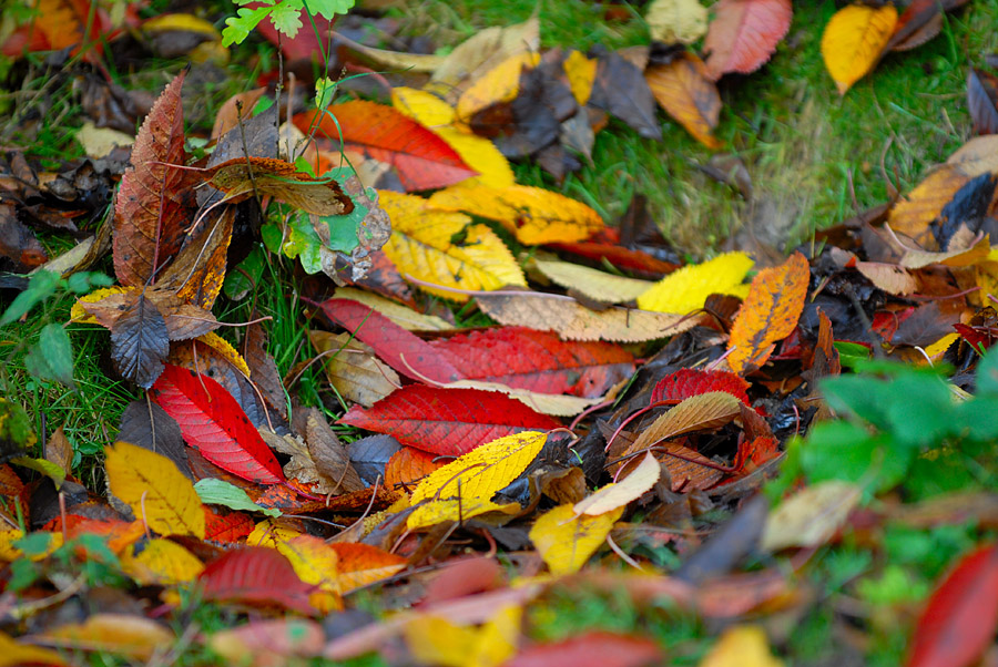 Farben des Herbsts