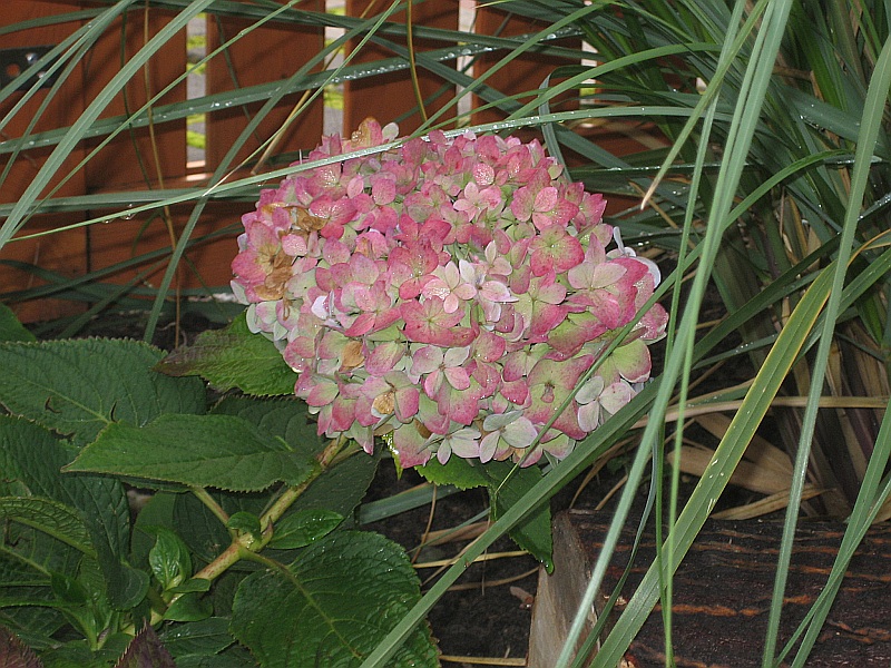 November - Hortensie