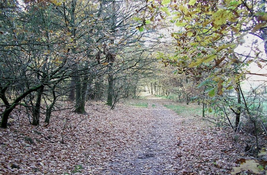 Spaziergang im Wald