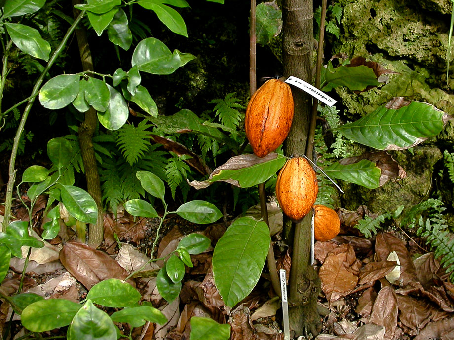 BOTANISCHER GARTEN ZÜRICH