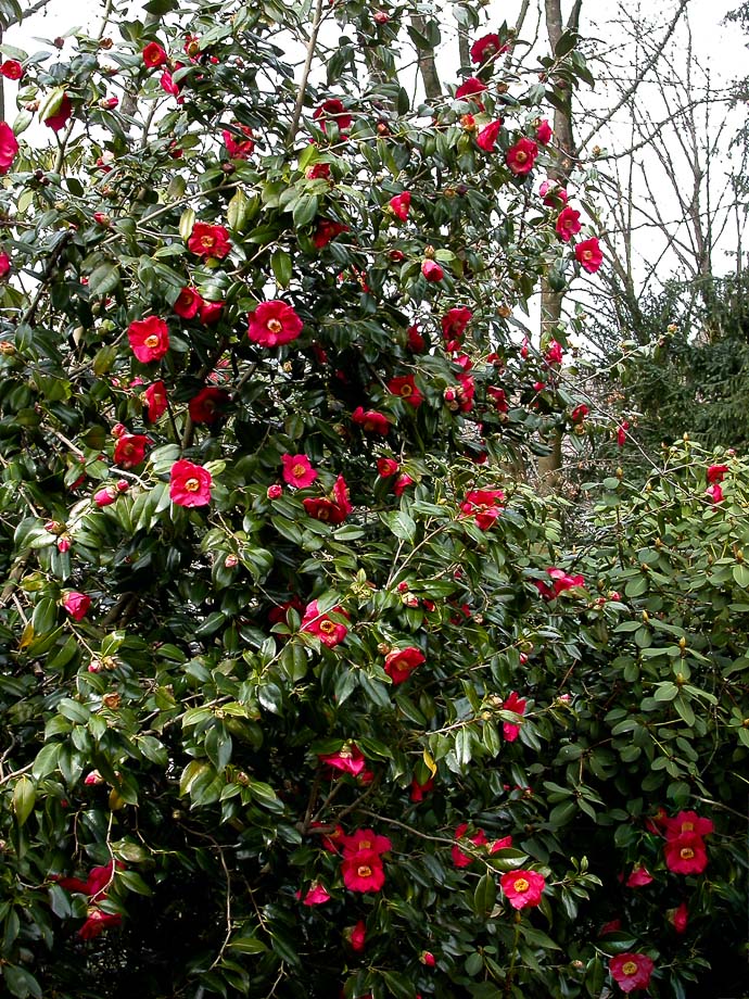 BOTANISCHER GARTEN ZÜRICH