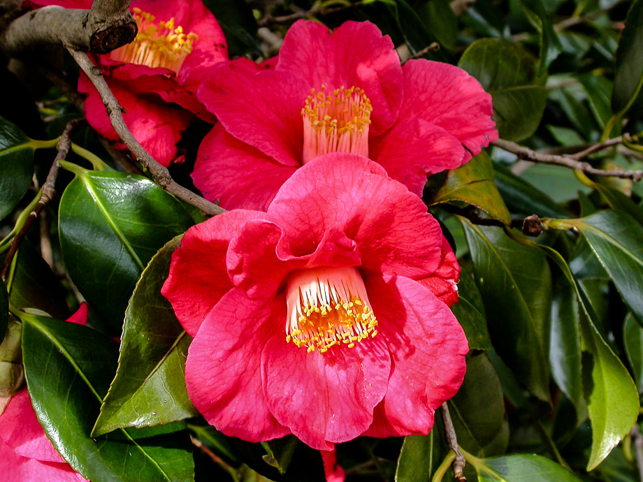 BOTANISCHER GARTEN ZÜRICH