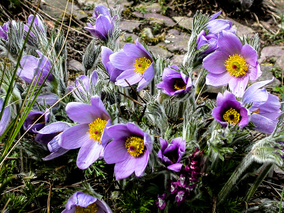 BOTANISCHER GARTEN ZÜRICH