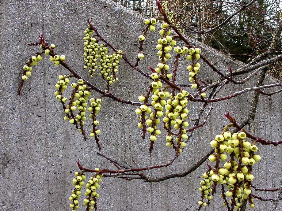 BOTANISCHER GARTEN ZÜRICH