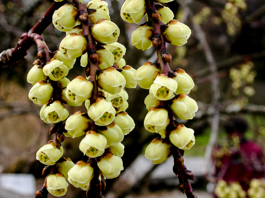 BOTANISCHER GARTEN ZÜRICH