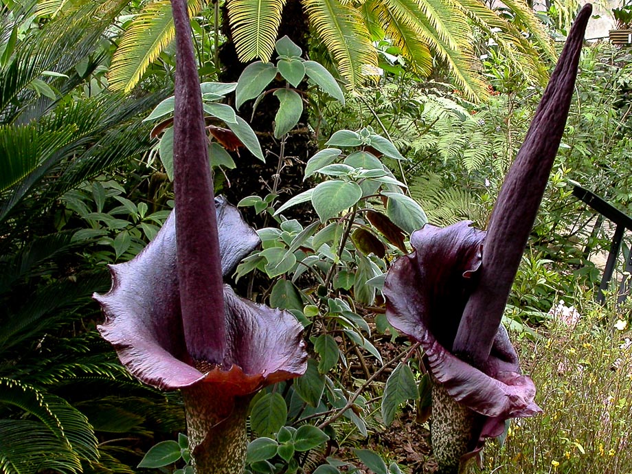 BOTANISCHER GARTEN ZÜRICH