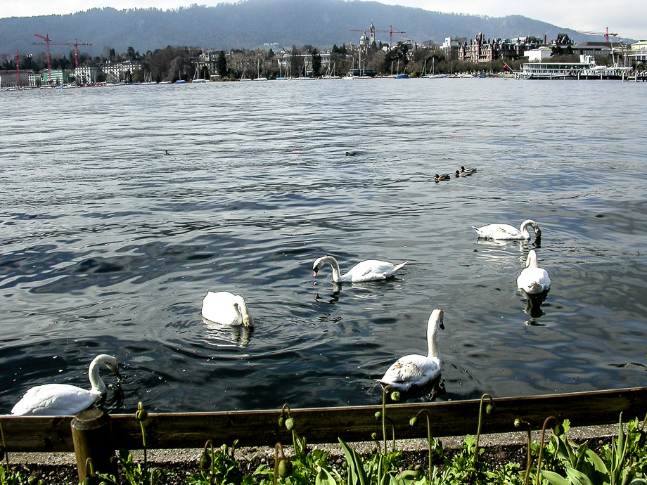 ZÜRICHSEE