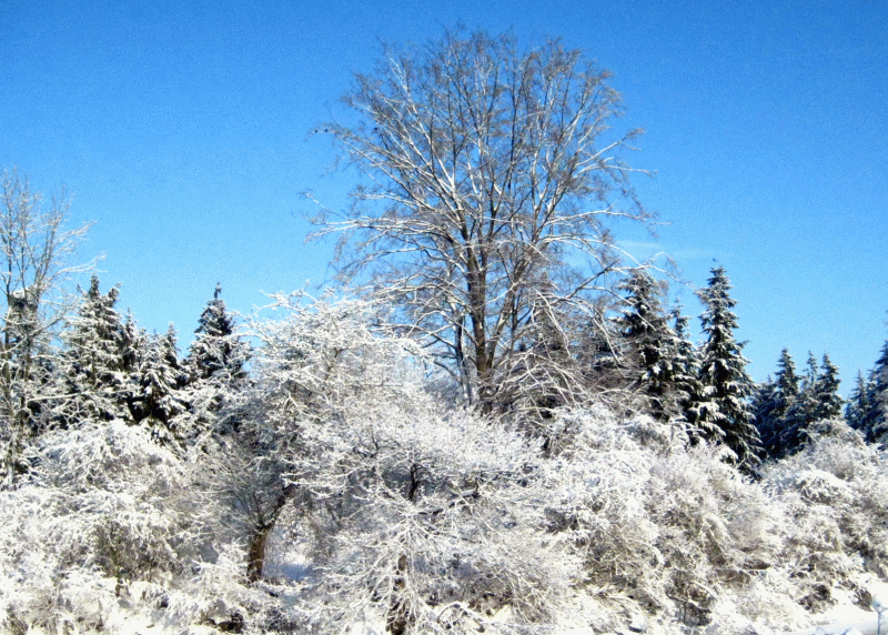 Hab heute im Wald ...