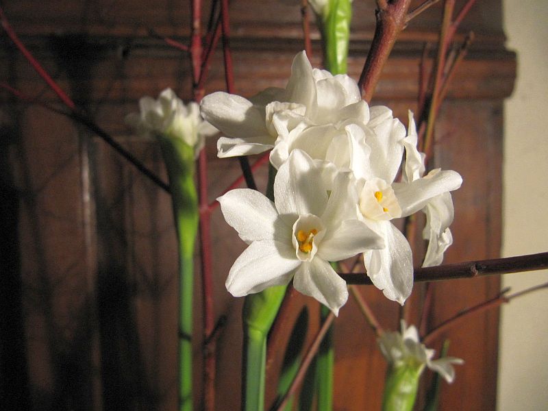 Blüten der Weihnachtsnarzisse