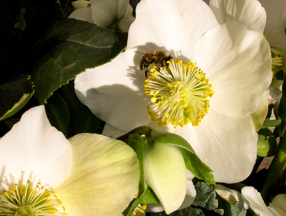 HELLEBORUS NIGER