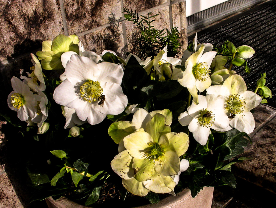 BIENENFLUG IM DEZEMBER