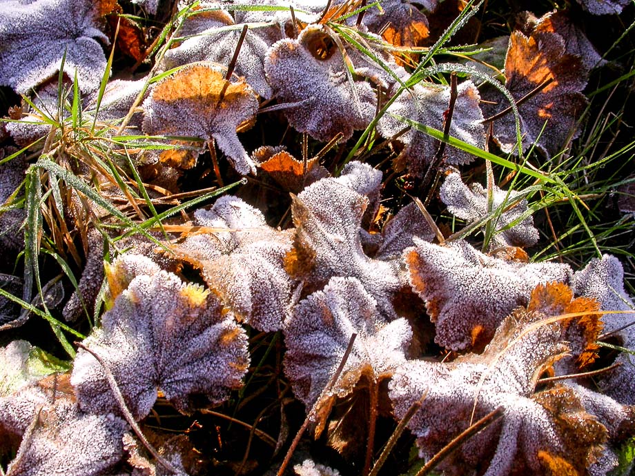WINTERLICHES