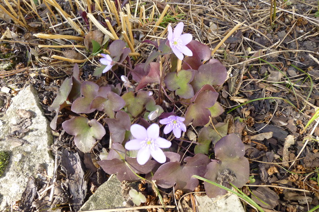 Leberblümchen