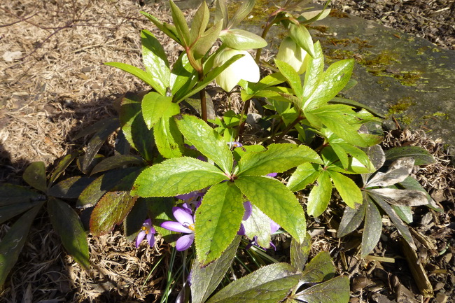 Helleborus