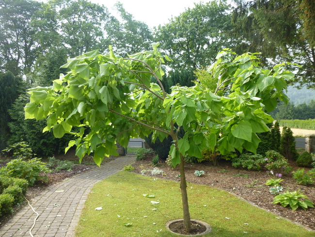 Catalpa