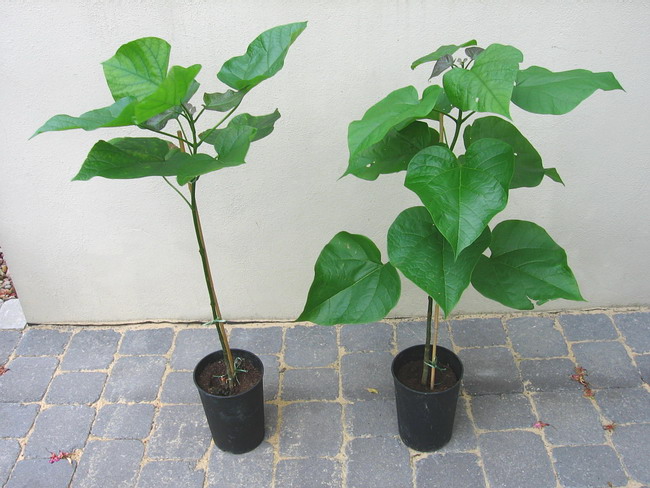 Catalpa