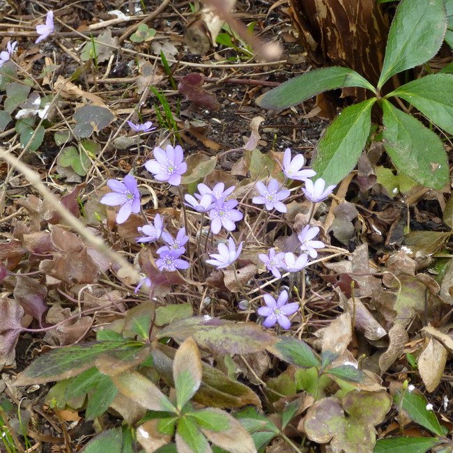 Leberblümchen