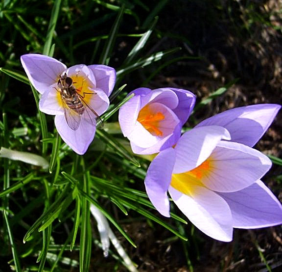 Besuch auf Krokus