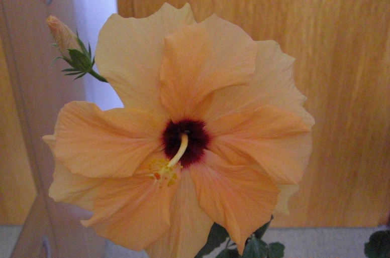 Hibiskusblüte